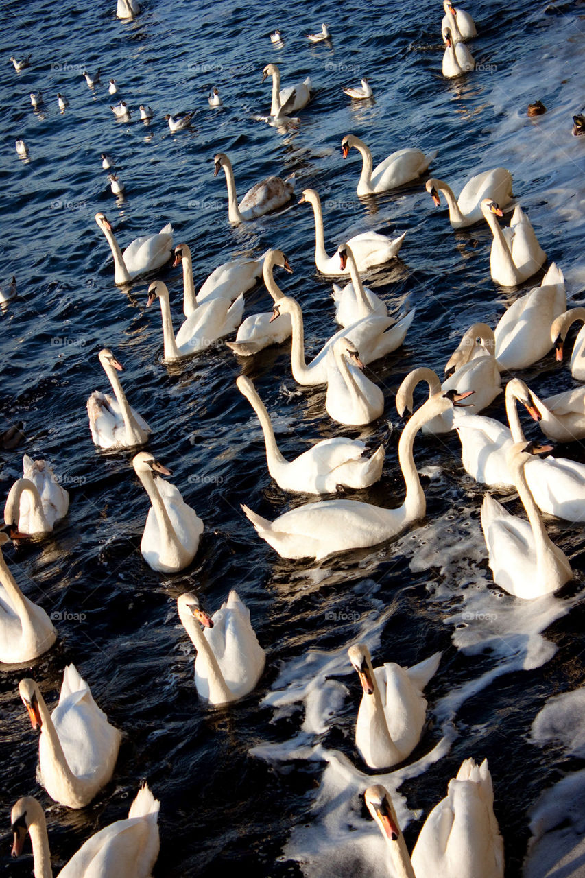 High angle view of swans in lake