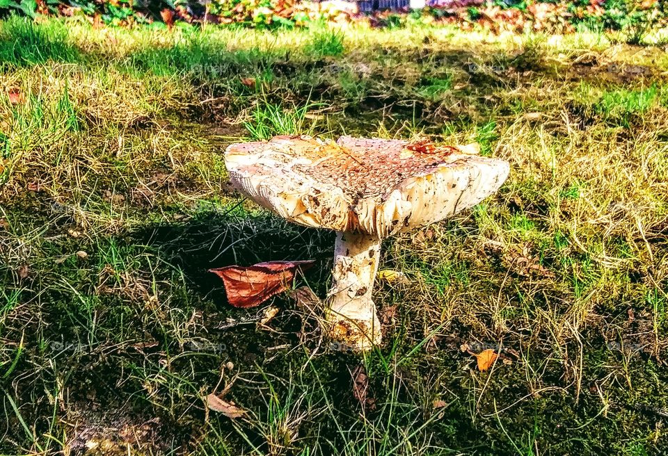 Autumn mushroom