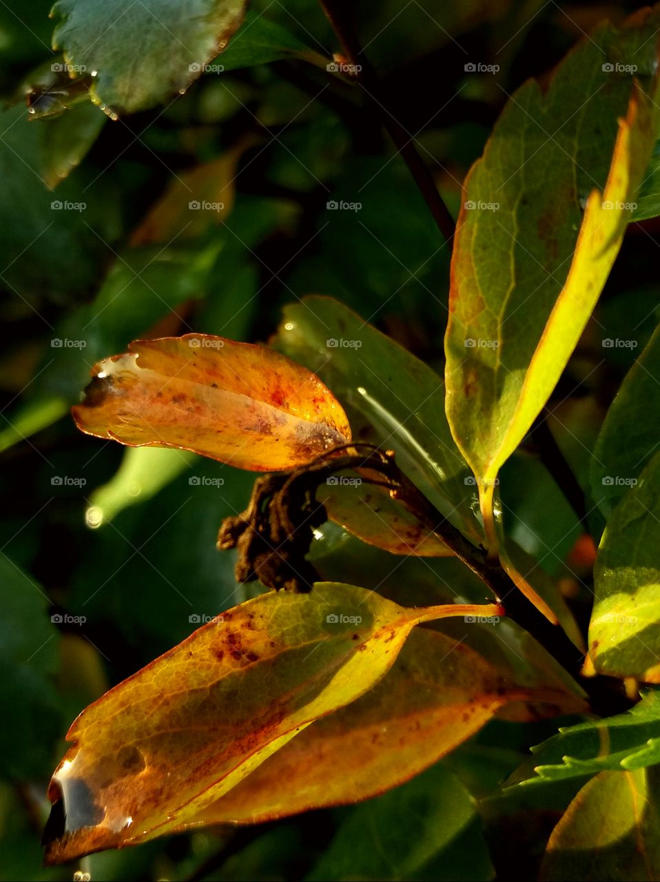 colorful fall leaves after rain