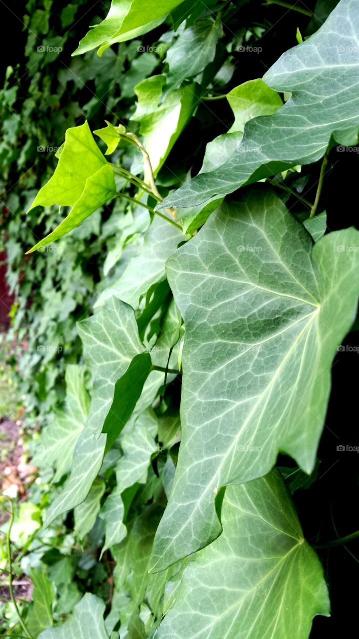 binding vines