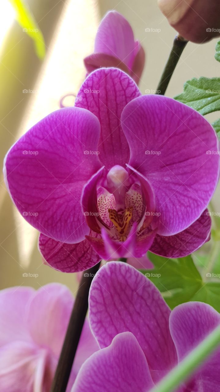 orchidée
