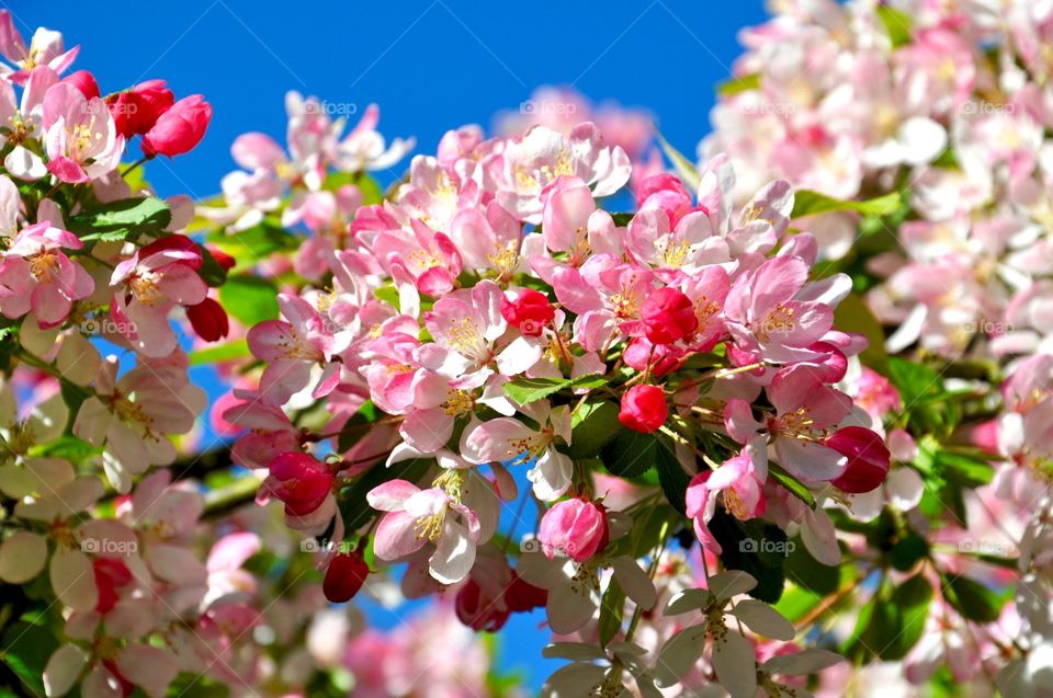 Close-up of flowers blooming on branch