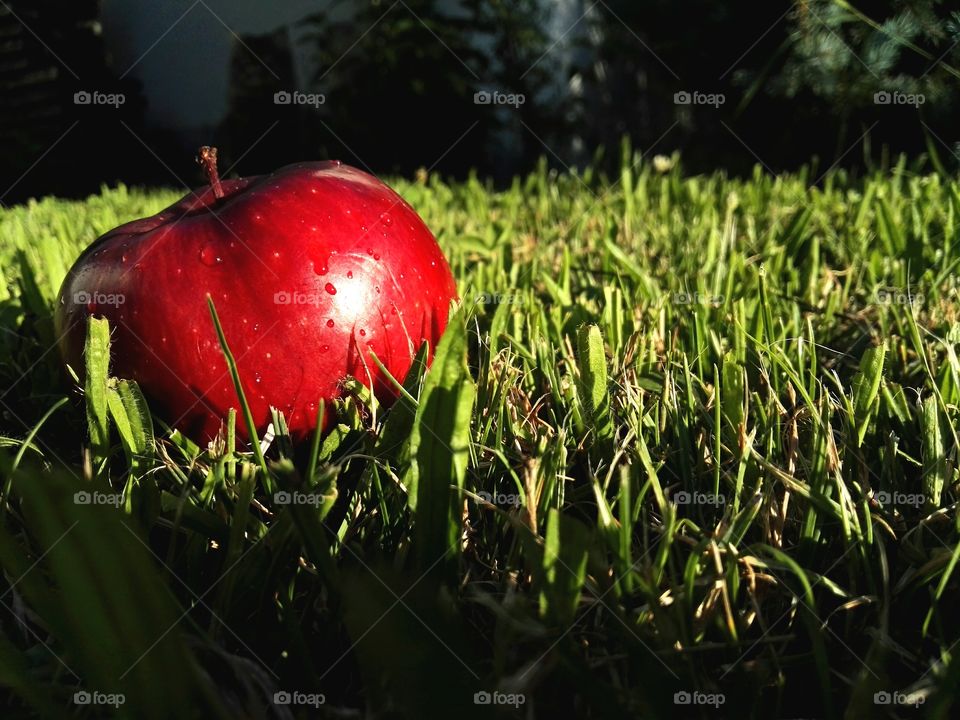 apple in light of evening sun