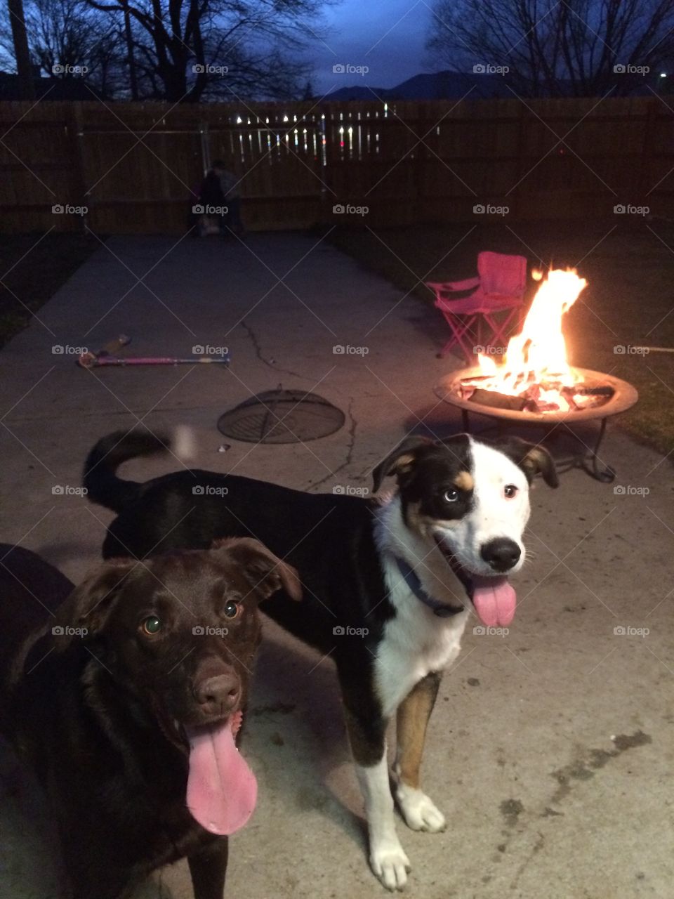 Night time fun. Puppies and camp fire 