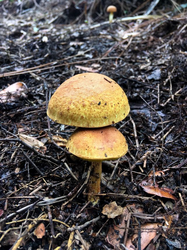 Yellow mushrooms in the south Florida forest 
