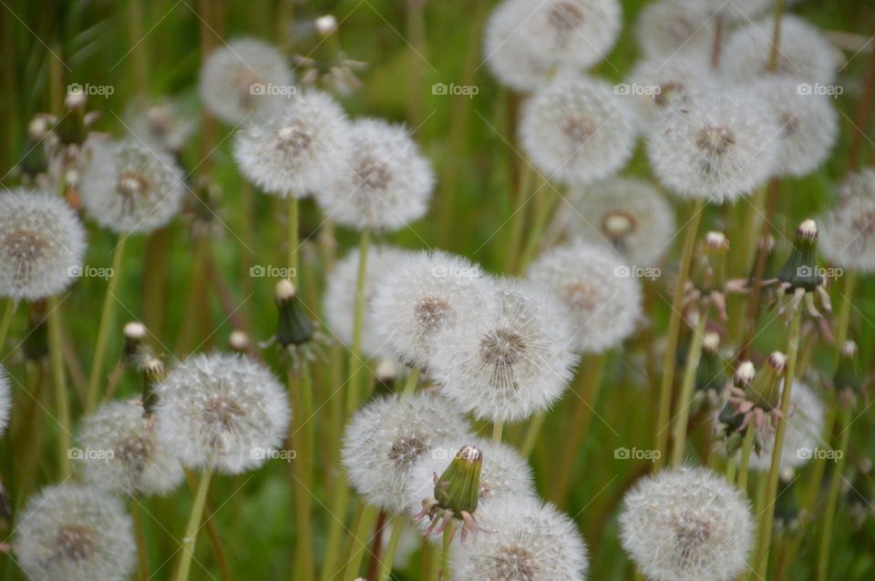 Common Dandelion Field