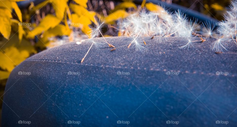 Taraxacum 