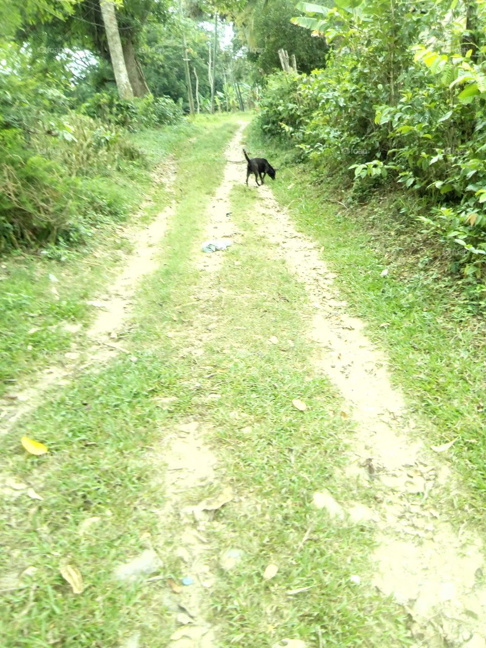 everyone have a pet at home and many people have different kind of pets but my pet is a dog