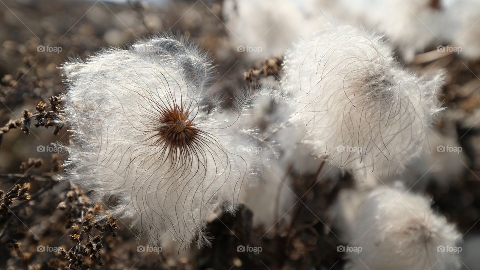 white pompon plant