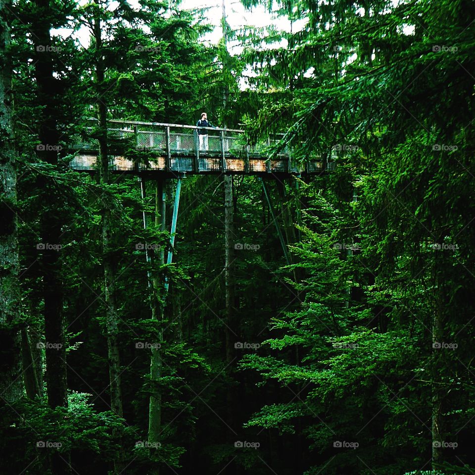 A treetop walk in the Bavarian Forest National Park, Germany.