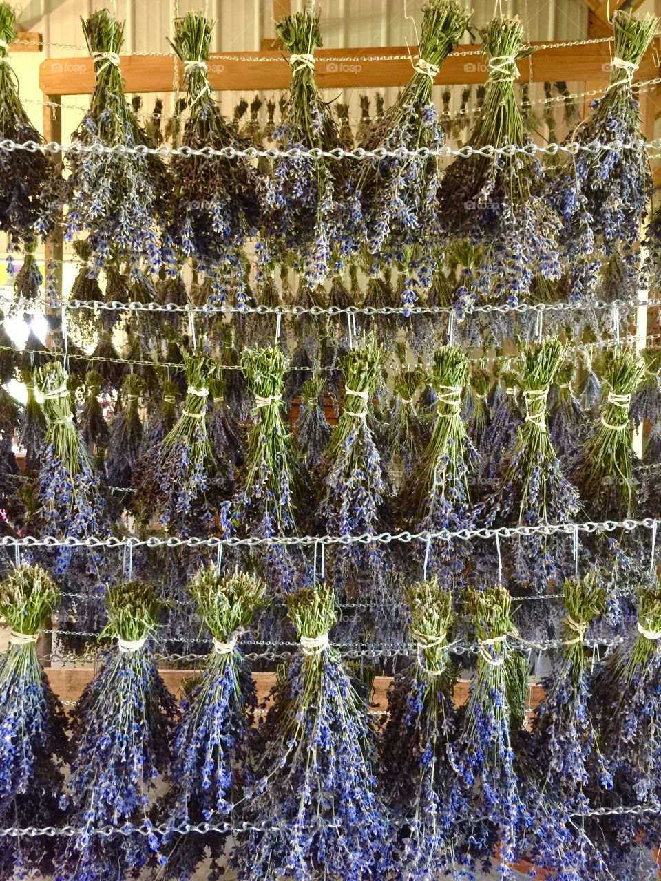 Rows of organic lavender bunches hanging upside down to dry on racks
