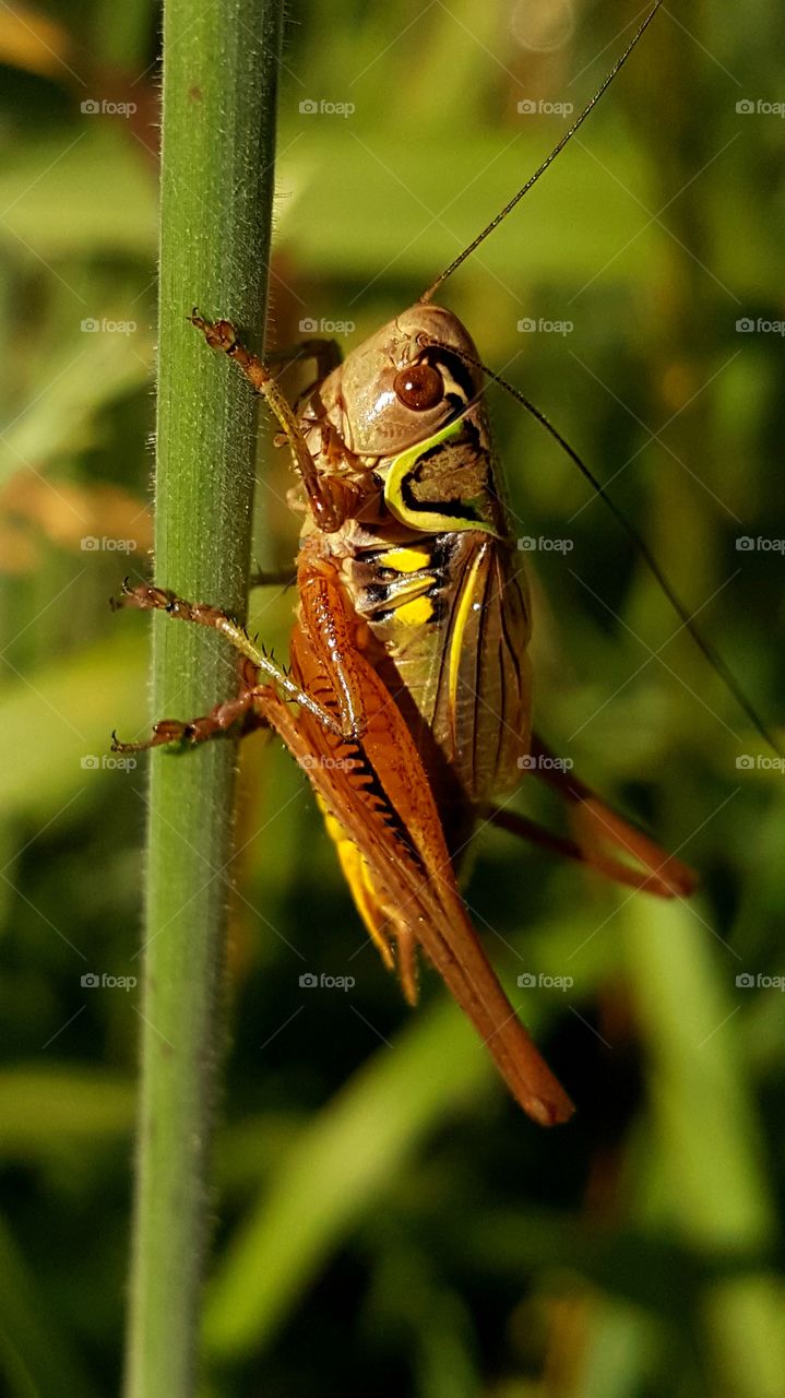 A cricket