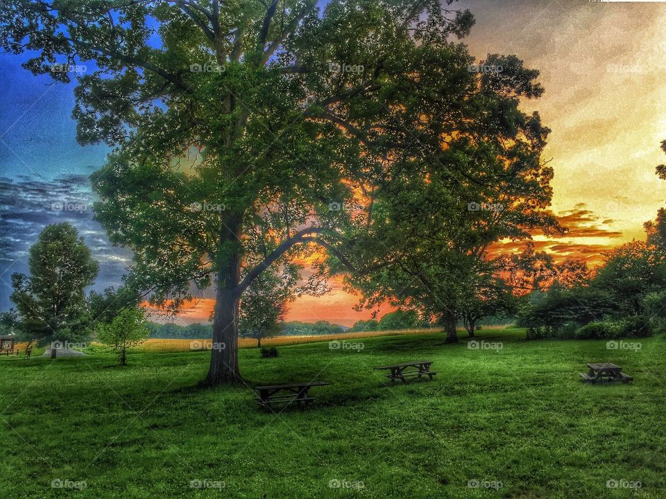 Sunset behind the tree. A tree glowed during sunset on the farm 