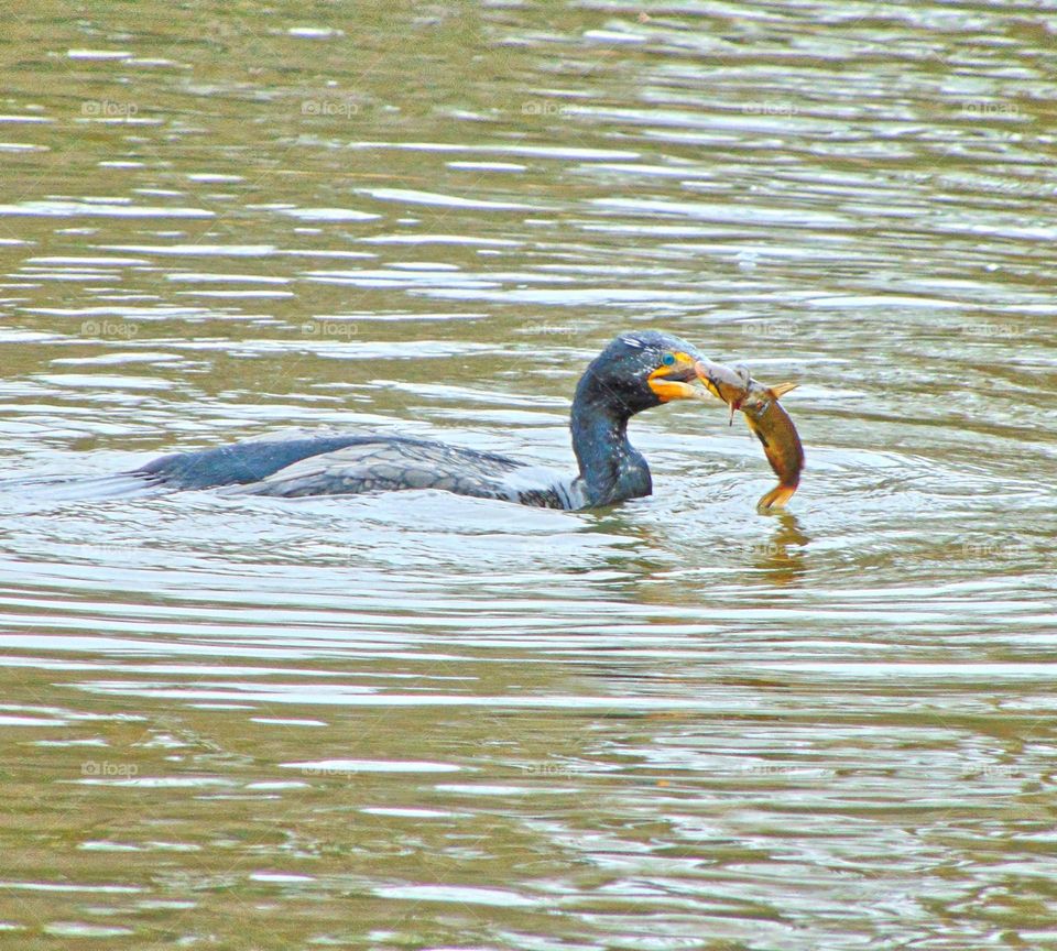 bird fishing in a duck pond