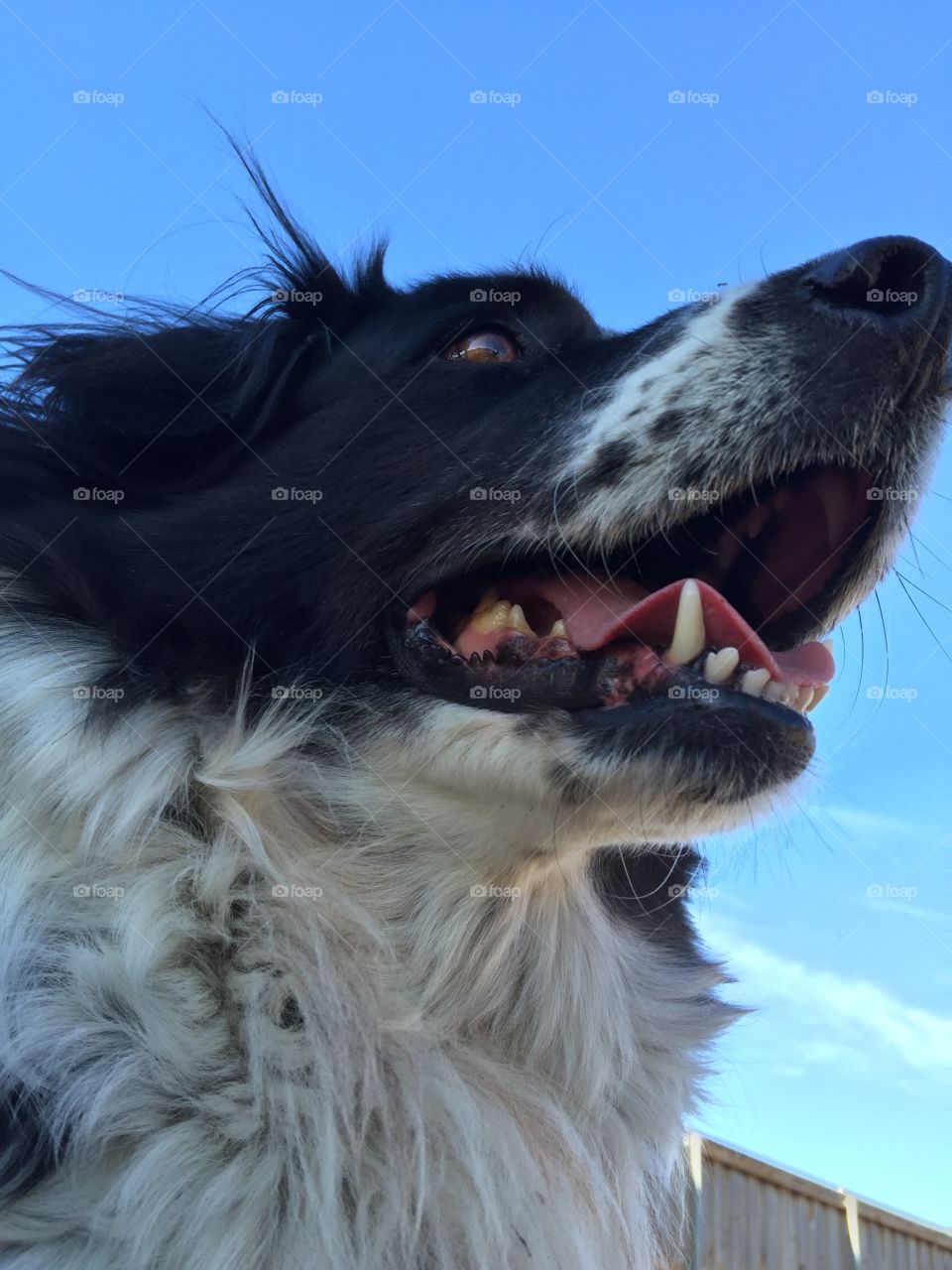 Portrait of a Sheep dog outside
