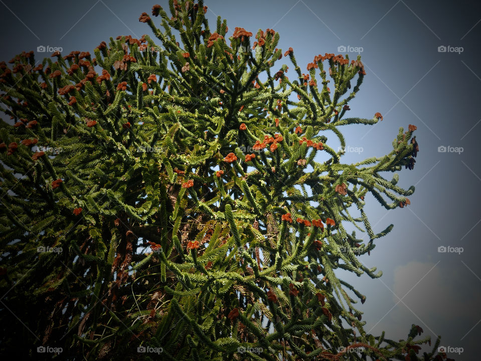 Tree in a park in Belgium.