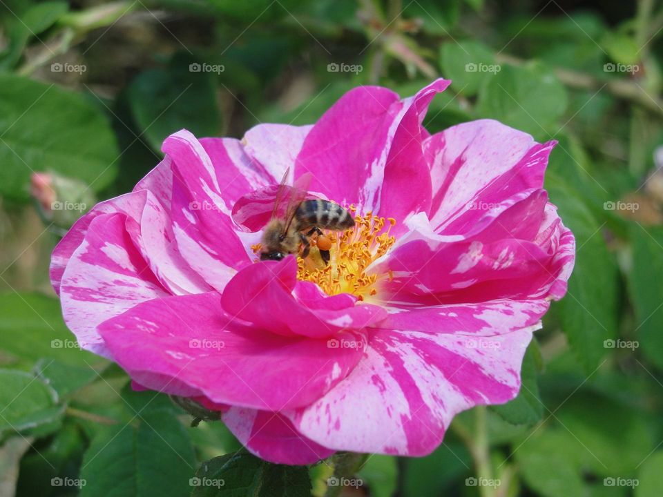 Bee on a rose flower