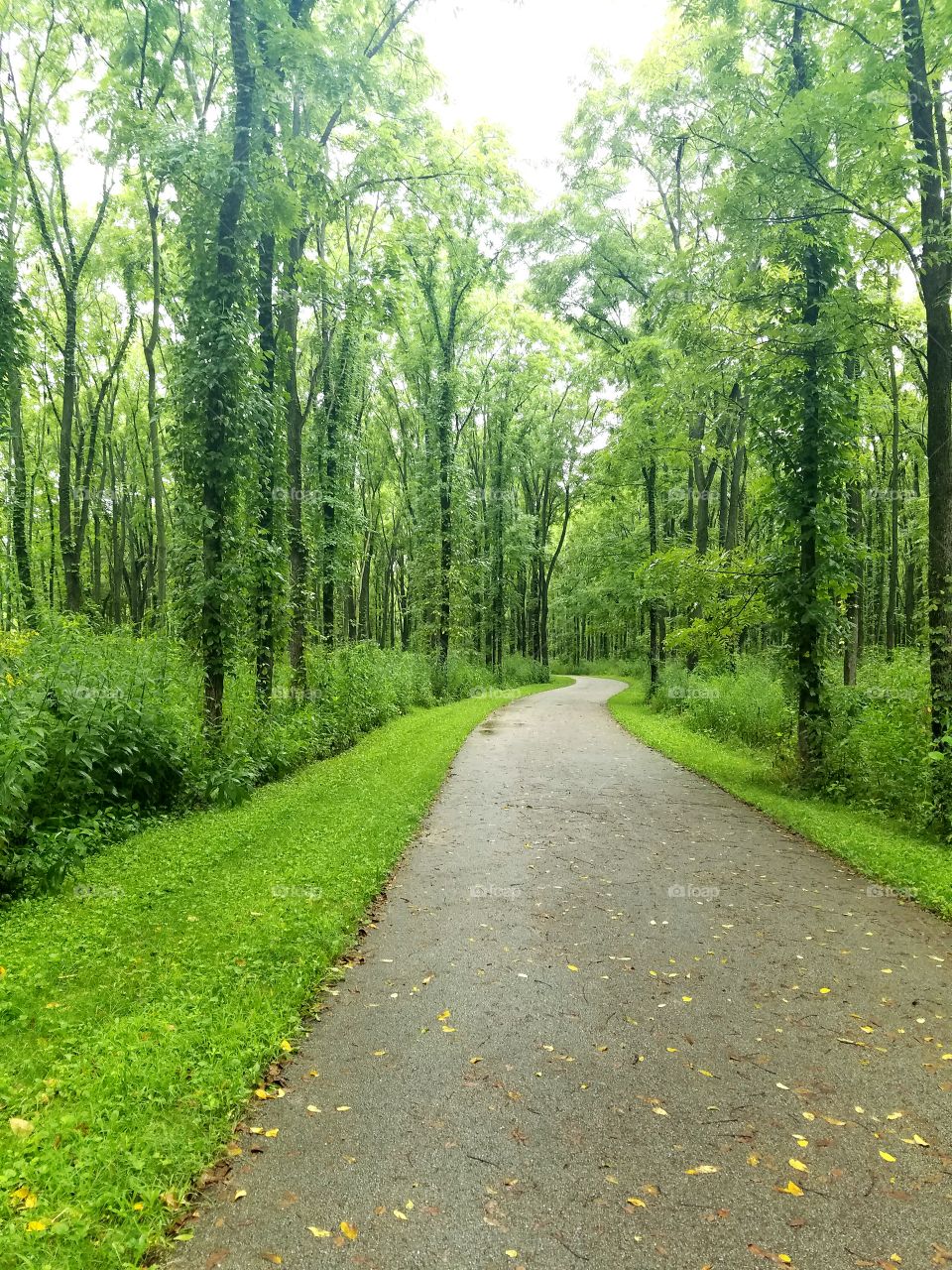 Park Path