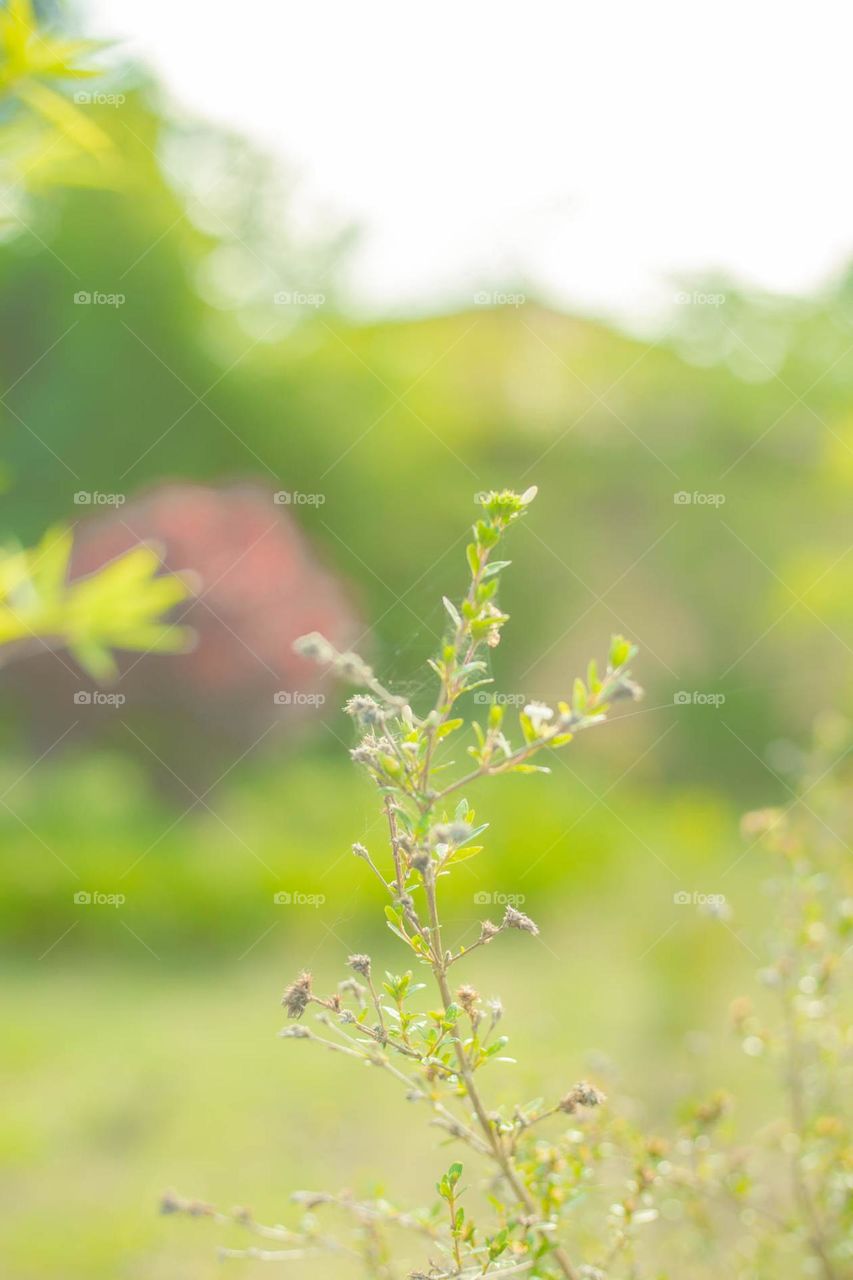 Summer scene, the smell of sunshine combine with the smell of plant - enough for summer