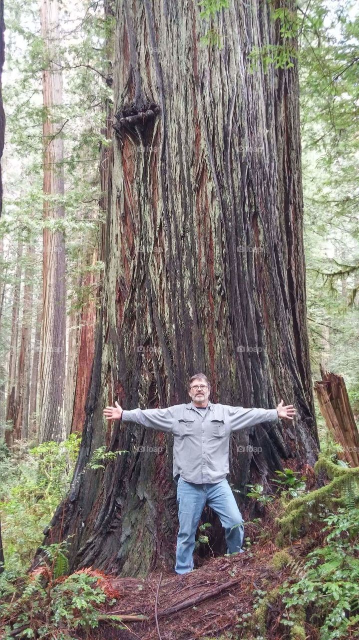 Man standing with arms outstretched at the base of a giant redwood tree.
