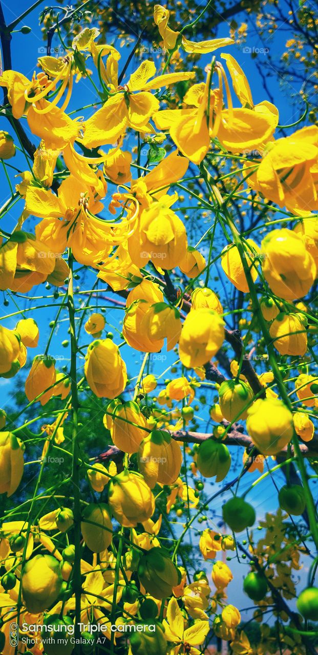yellow colour stories flowers love