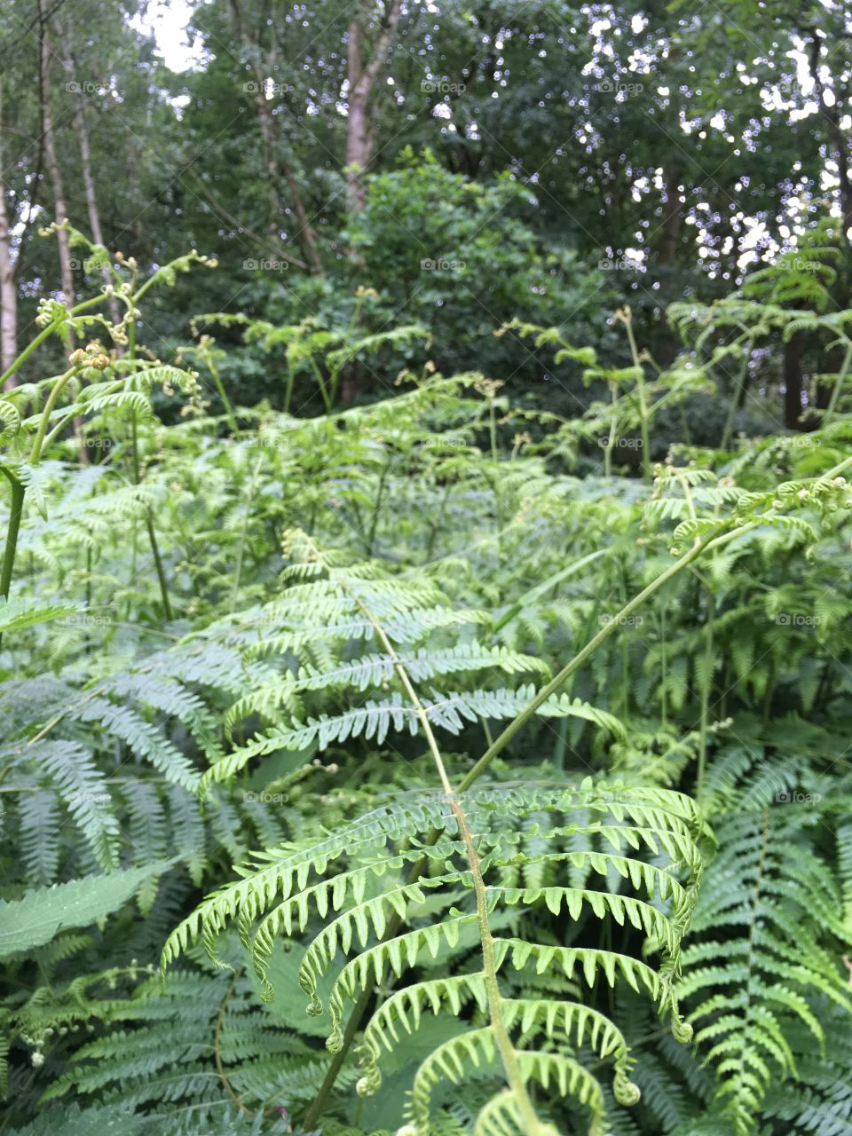 Close up view of fern fronds in a pine tree and silver birch tree forest in summer