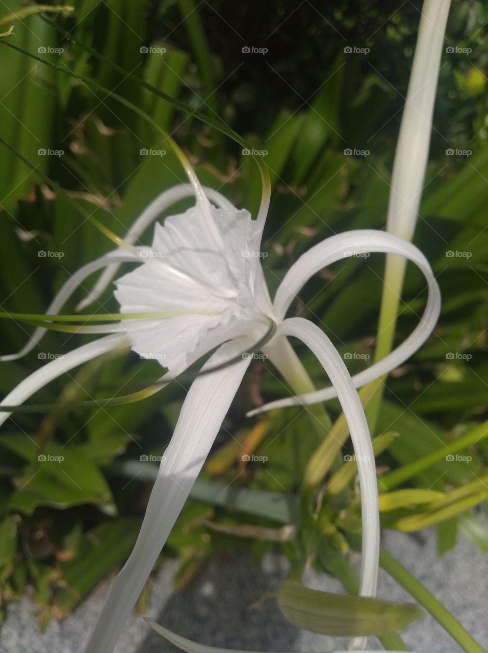 white flower seasonal fresh shurb small size looks very beautiful generally found everywhere