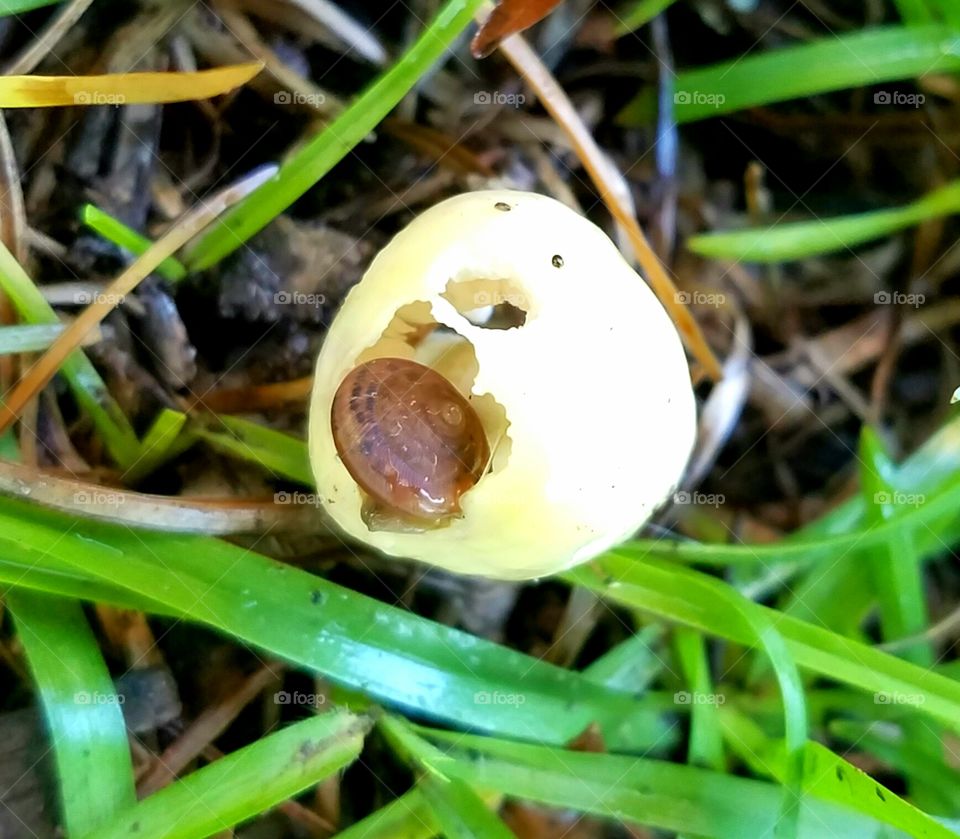 snail eating mushroom