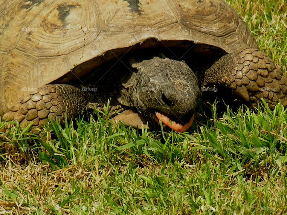Turtle eating grass
