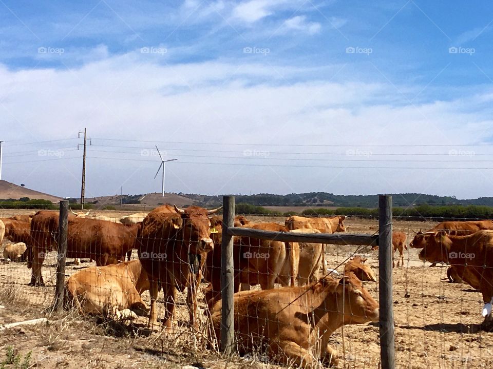 One day at the farm 