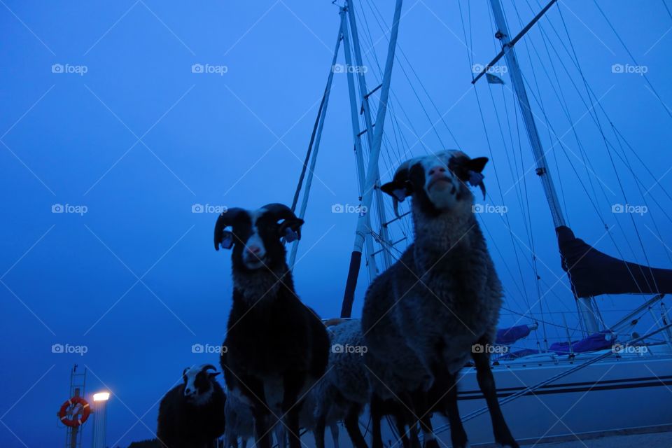Bocks on the dock. A herd of tame rams and sheep on a pier of a sailing boat harbor on a summer night in Finland by the Baltic Sea.