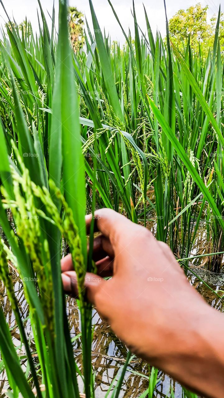 A hand touching the paddy field