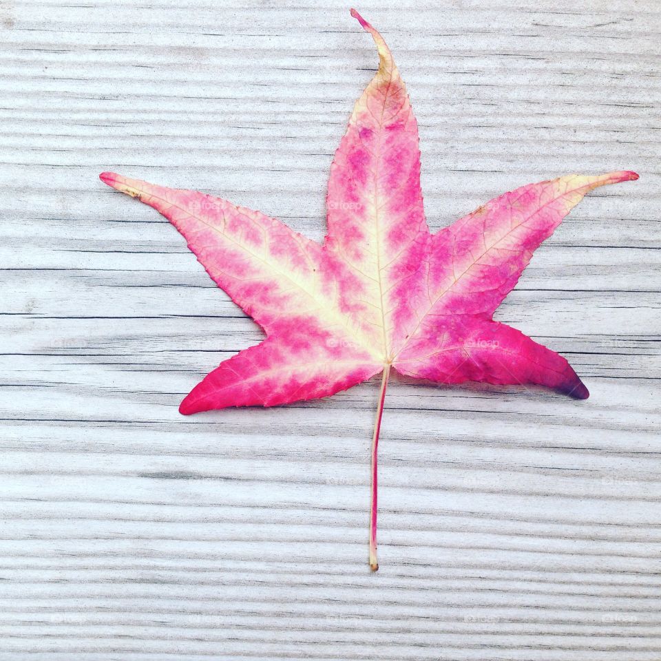 Autumn fall leaf on wood background. Red leaf I found while having lunch on wooden bench love the red yellow colors Autumn leaves change  