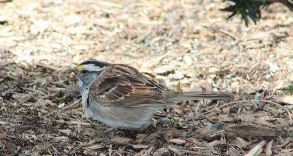 White-throated sparrow on wood chips with berry in beak 