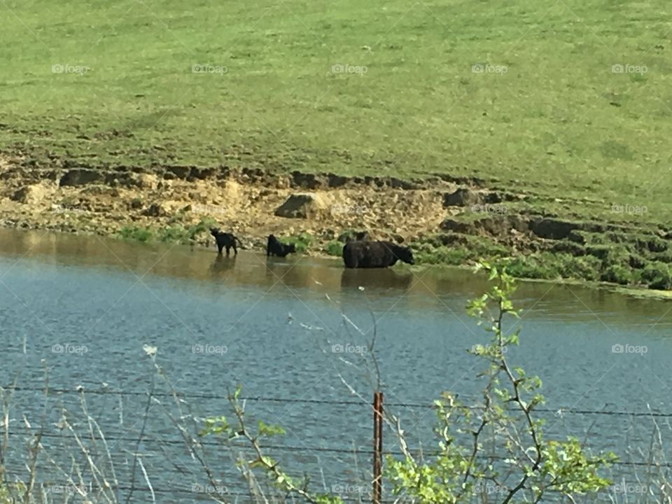 The Swimming Cows