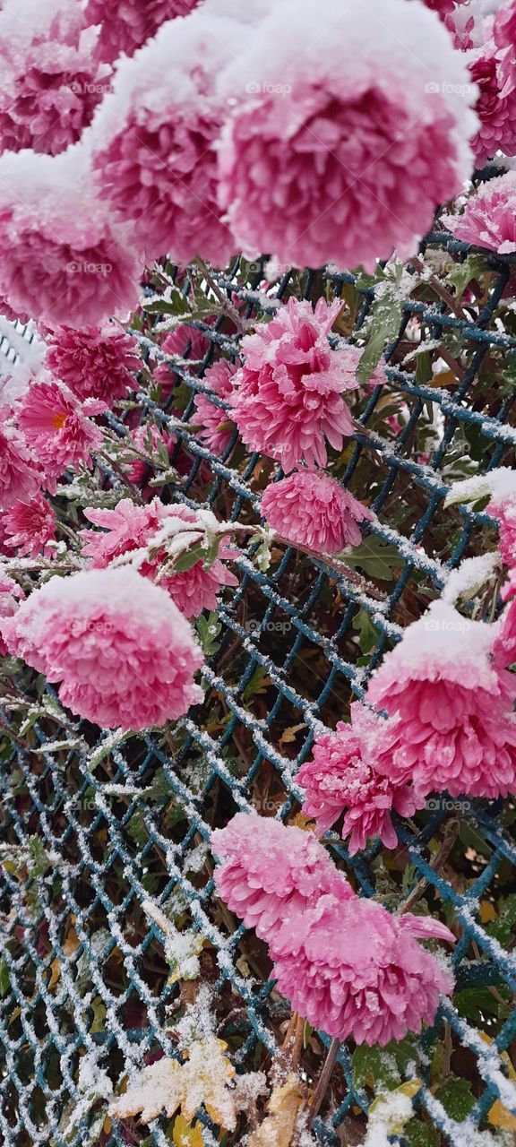 Colors of autumn with snow 2