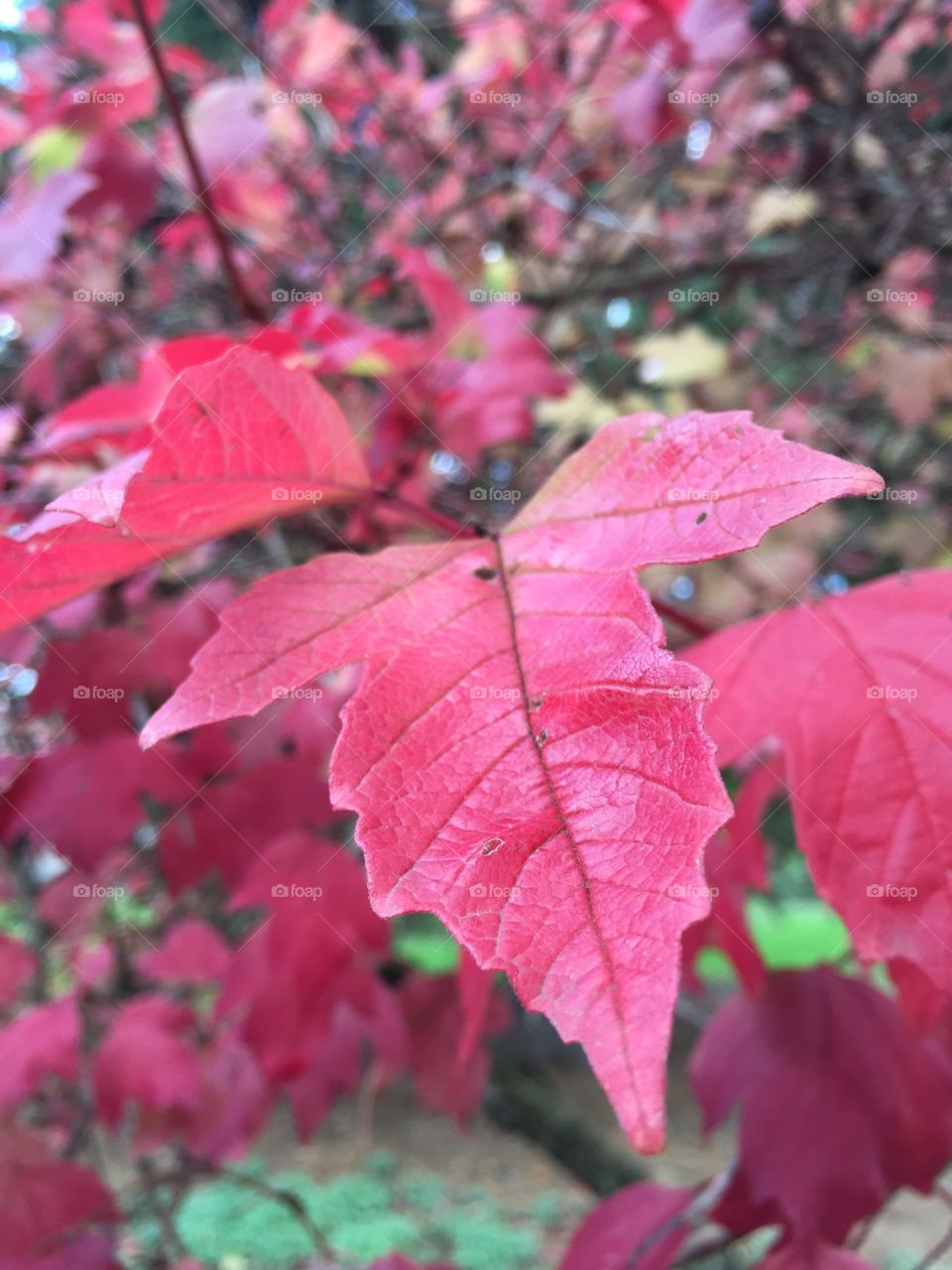 Red leaves on a tree during fall