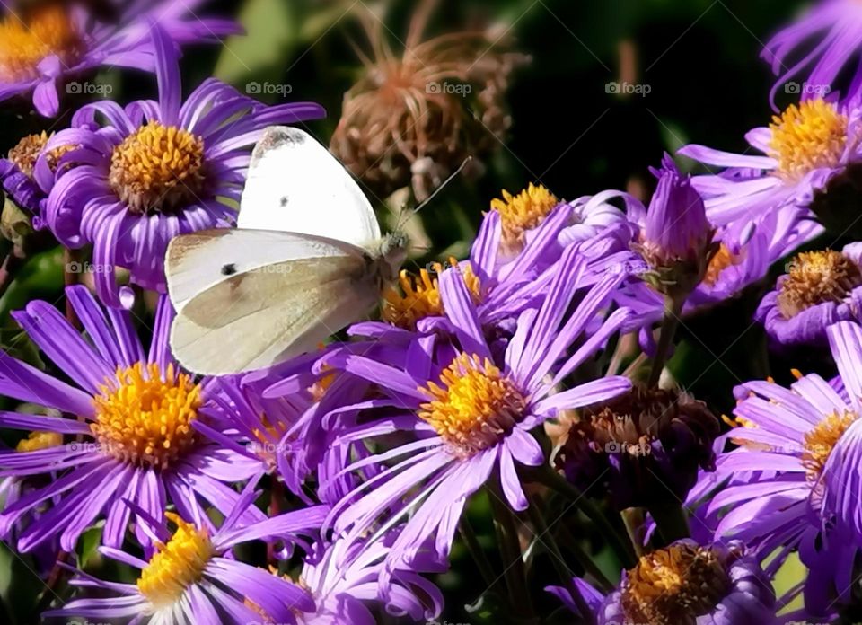 Butterfly on purple flower