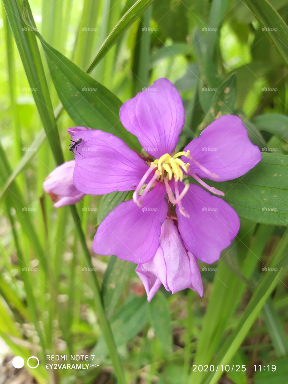 Melastoma malabathricum (known also as Malabar Melastome)