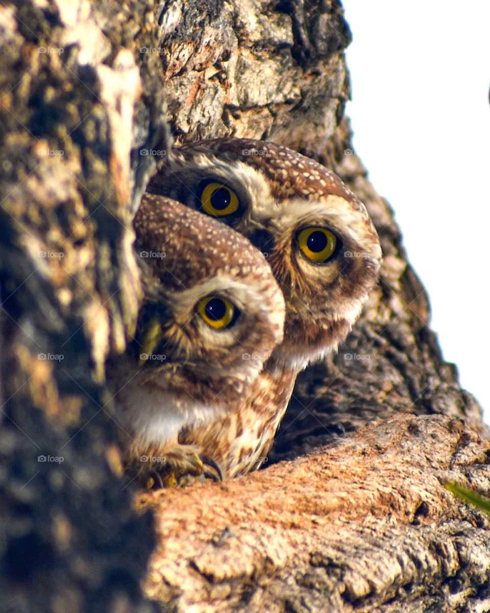 A pair of owlets looking directly into the camera showcasing their enchanting eyes and earth toned feathers