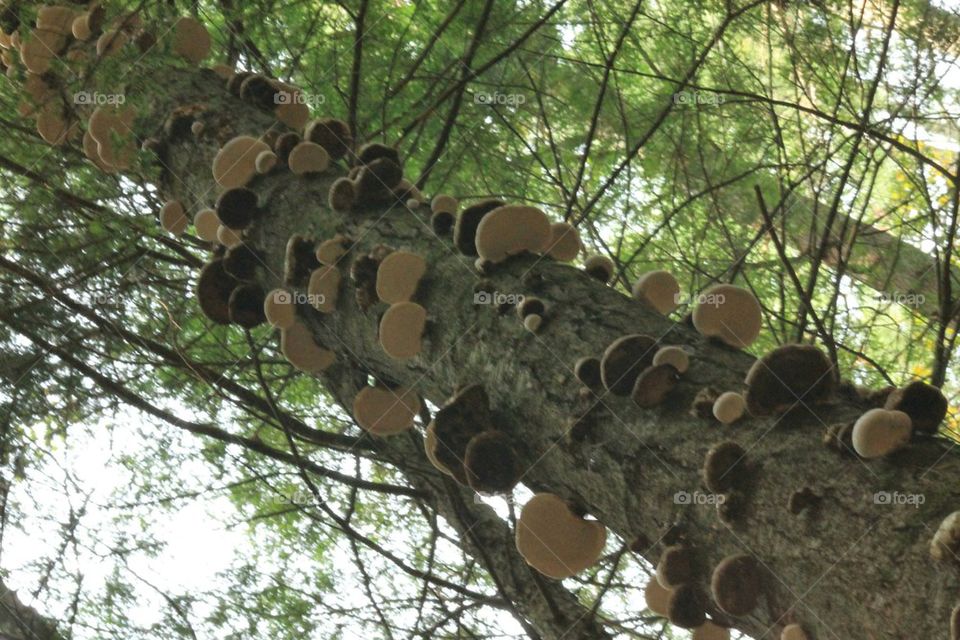 fungi shelves