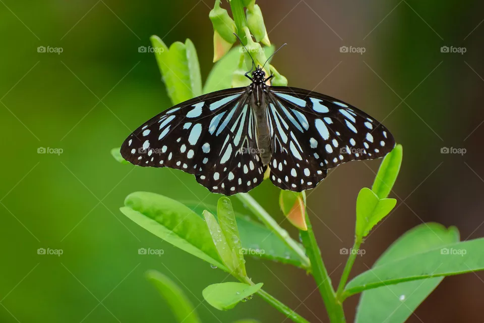blue butterfly