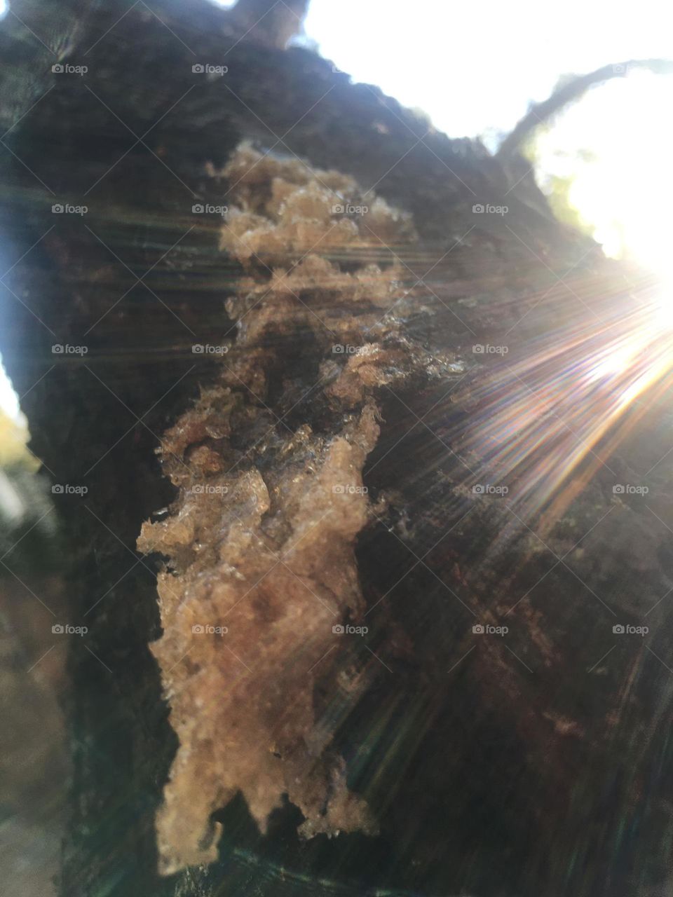 Tree resin: tree bark, sun rays 