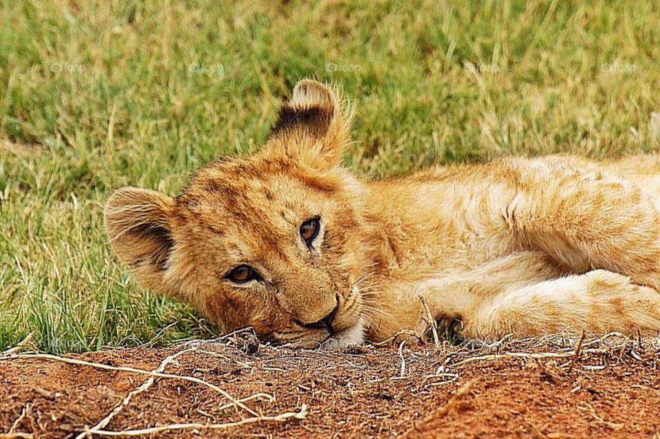 Lion cub relaxing