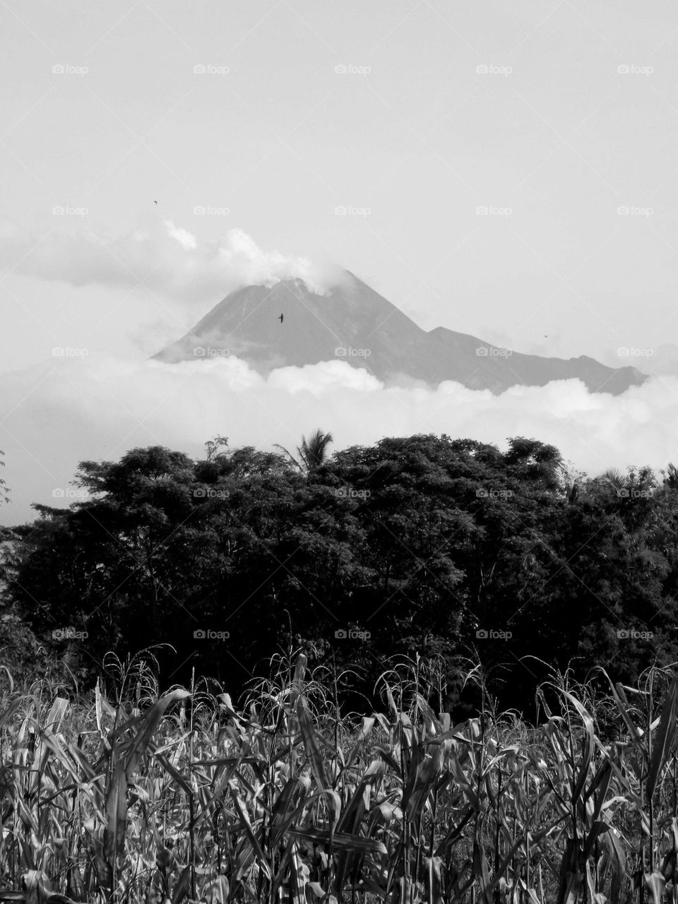 Mount Merapi