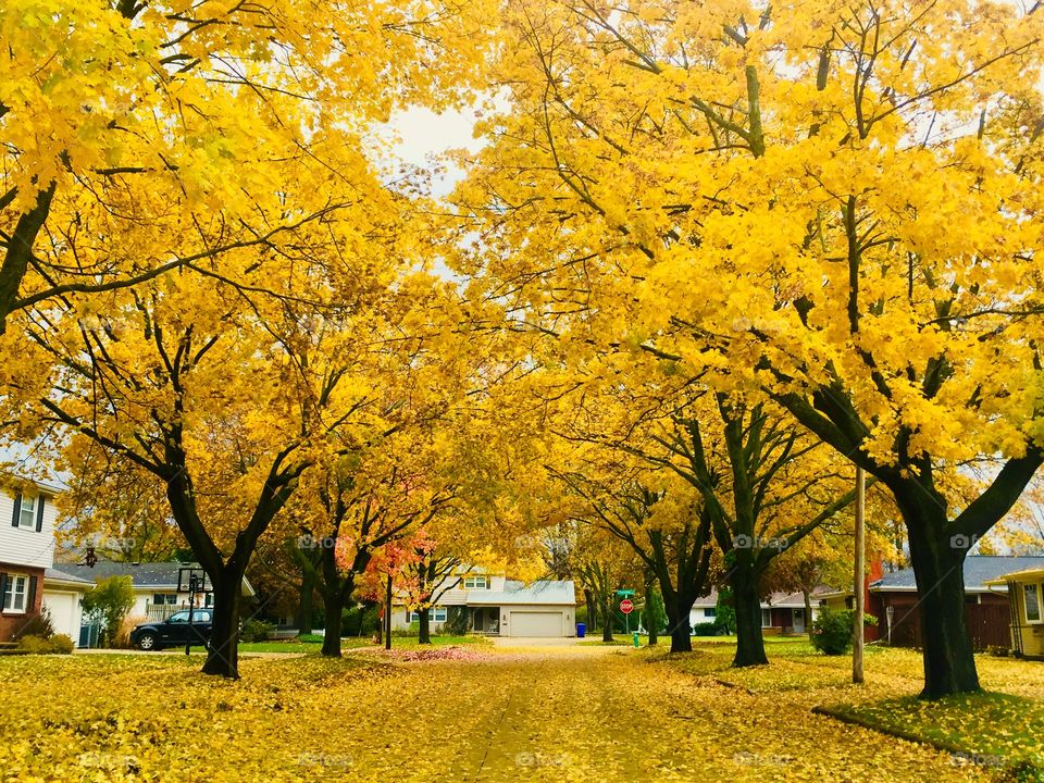 Fall leaves street