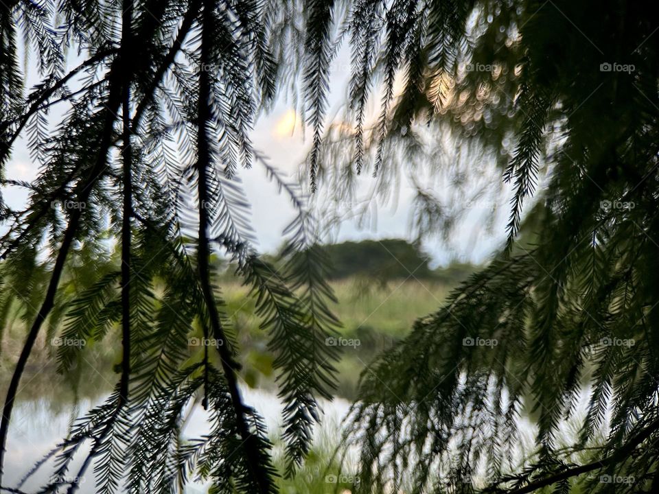 Green branches covering the view of a landscape while the sun hits the clouds over a forest 