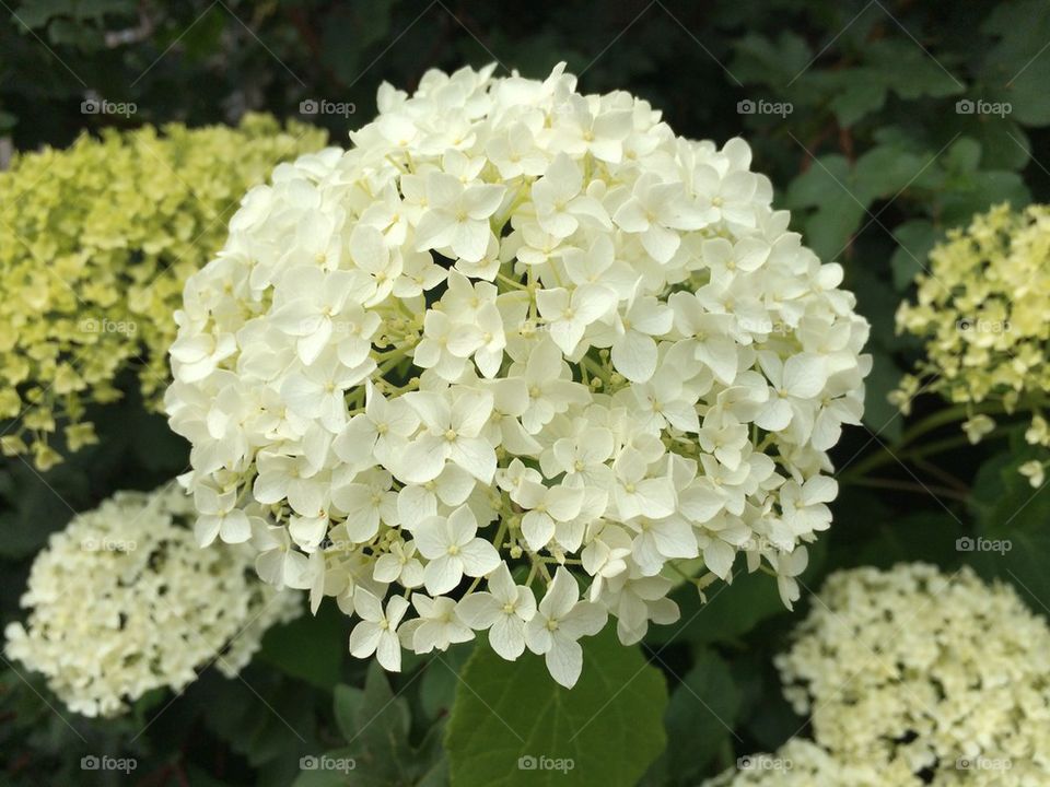 Flowers in garden