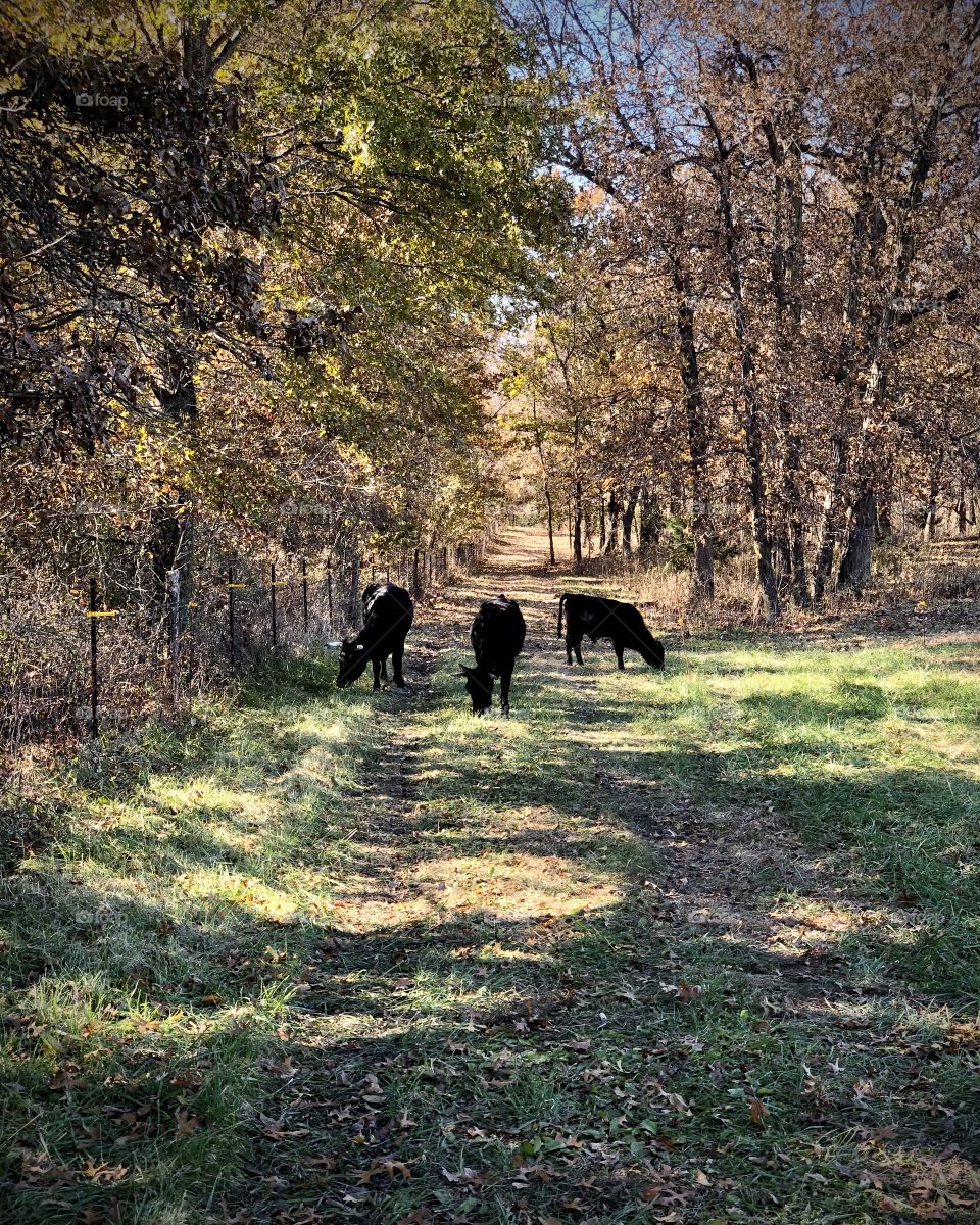 Browsing cattle out in the country.