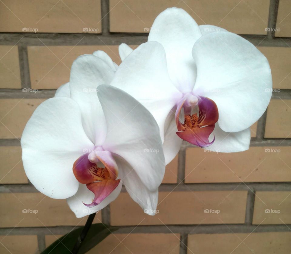 orchid